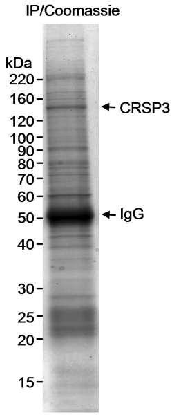 Anti-CRSP3