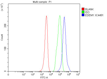Anti-EDEM1 / ER degradation-enhancing alpha-mannosidase-like protein 1