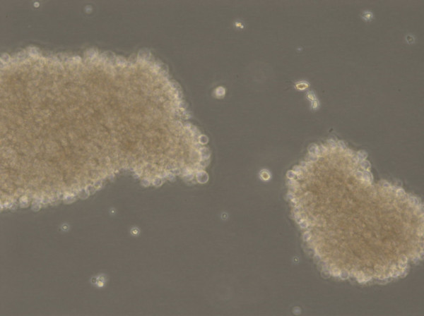 RPMI 1788 Cells