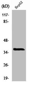 Anti-XRCC3