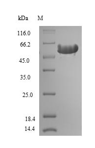 Hemopexin (Hpx), rat, recombinant