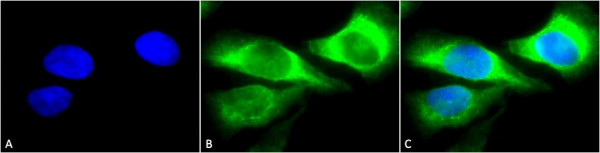 Anti-HSP47 Monoclonal Antibody (Clone: 1C4-1A6) - FITC
