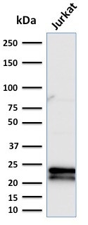 Anti-CD3e (T-Cell Marker), clone C3e/2479