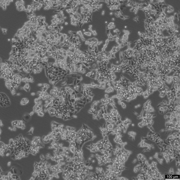 D283Med Cells
