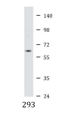 Anti-PPM1D