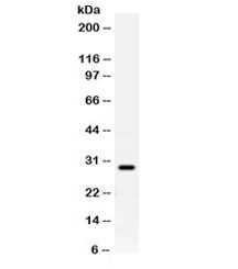 Anti-Prion protein (PrP)