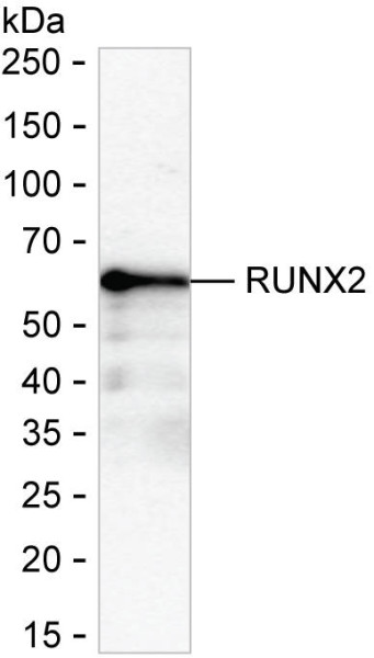 Anti-RUNX2