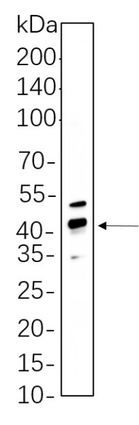 Anti-Recombinant Phospho-CREB-1 (Ser133), clone 3P8