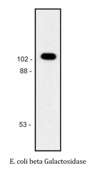 Anti-beta Galactosidase, clone BG-02