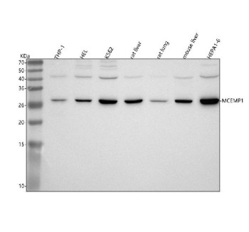 Anti-MCEMP1 / Mast cell-expressed membrane protein 1