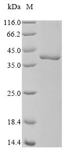 Protein-lysine N-methyltransferase EEF2KMT (EEF2KMT), human, recombinant