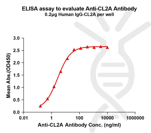 Anti-CL2A(ADC linker) antibody(1H2), Rabbit mAb