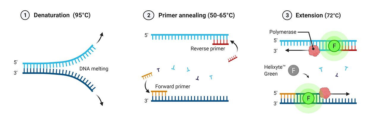 qPCR_Dye-based