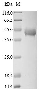 Tropomyosin alpha-1 chain (TPM1), rabbit, recombinant