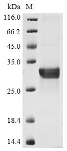 NACHT, LRR and PYD domains-containing protein 3 (NLRP3),partial, human, recombinant