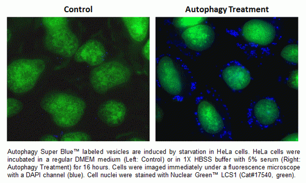 Cell Explorer(TM) Autophagy Fluorescence Imaging Kit