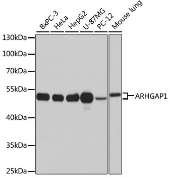 Anti-ARHGAP1