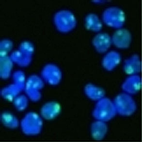 Anti-Nucleolin, clone NCL/902