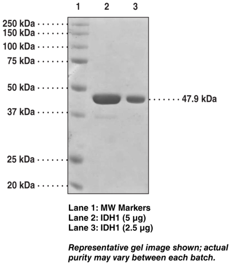 IDH1 (human recombinant)