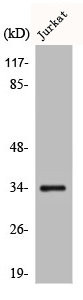 Anti-CA14