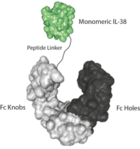 IL-38 (aa 3-152) (mouse) (monomeric):Fc-KIH (human) (rec.)