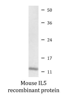 Mouse IL5 recombinant protein (Active)