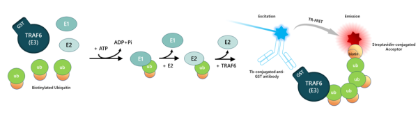 TRAF6 TR-FRET Assay Kit