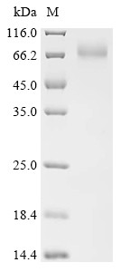Carboxylesterase 3 (CES3), human, recombinant
