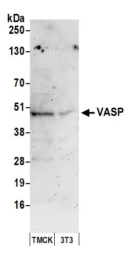 Anti-VASP