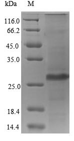 65 kDa phosphoprotein (UL83), partial, human cytomegalovirus, recombinant