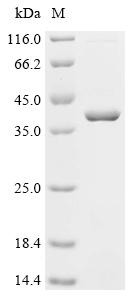 Dead end protein homolog 1 (DND1), recombinant human