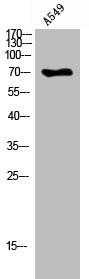 Anti-PEX5