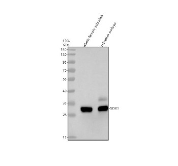 Anti-Zebrafish Sox3 / SRY-box 3