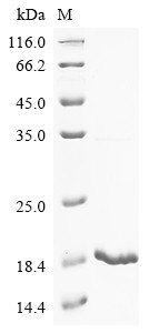 Natriuretic peptides A (Nppa), mouse, recombinant