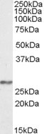 Anti-NDUFS3, Internal