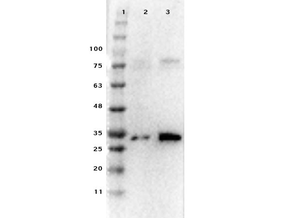 Anti-Pdcd4 Ready-To-Use