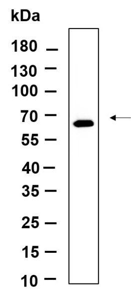 Anti-Recombinant Phospho-PERK (Thr980), clone 10A11
