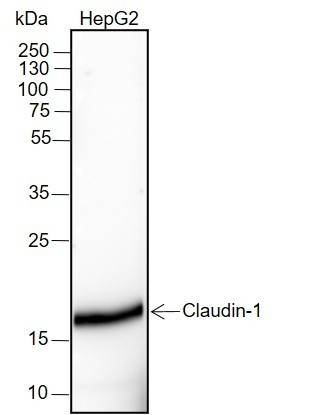 Anti-Recombinant Claudin-1, clone A187