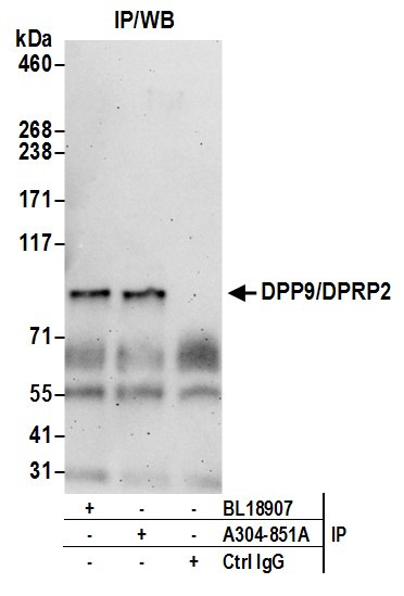 Anti-DPP9/DPRP2
