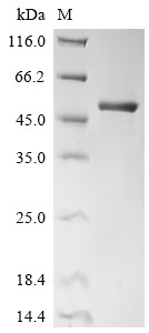 Enoyl-CoA hydratase, mitochondrial (ECHS1), human, recombinant