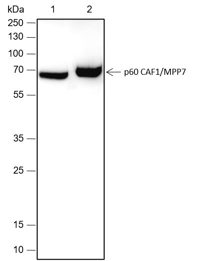 Anti-Recombinant p60 CAF1/MPP7, clone A453