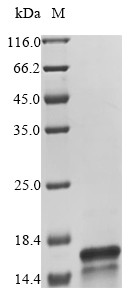 Complement C5 (C5), rat, recombinant
