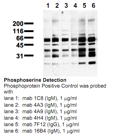 Anti-Phosphoserine, clone 4H4