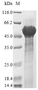 Decorin (Dcn), partial, mouse, recombinant