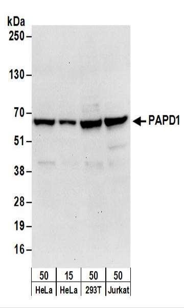 Anti-PAPD1