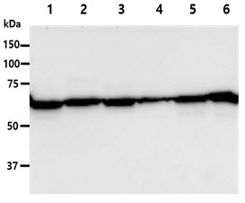 Anti-PGM1, clone 84G2