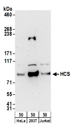 Anti-HCS