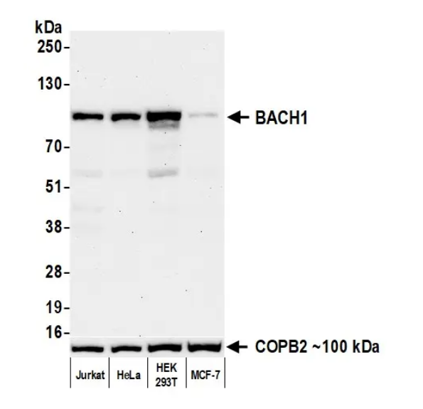 Anti-BACH1 Recombinant Monoclonal