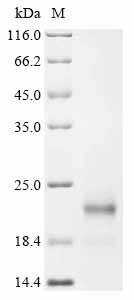 Ubiquitin-like protein ISG15 (Isg15), mouse, recombinant