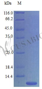 C-C motif chemokine 4 protein (Ccl4) (Active), mouse, recombinant